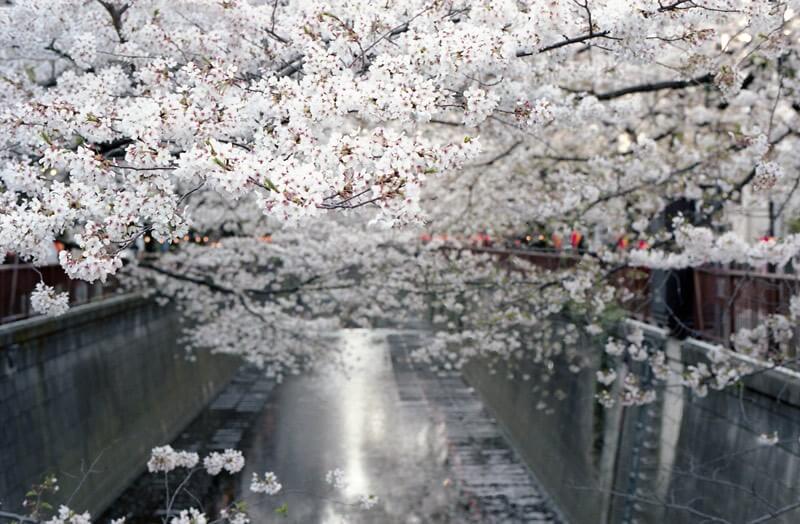 Цветущие сады Японии