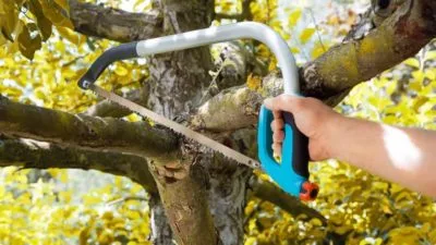 Обрезка плодовых деревьев услуги