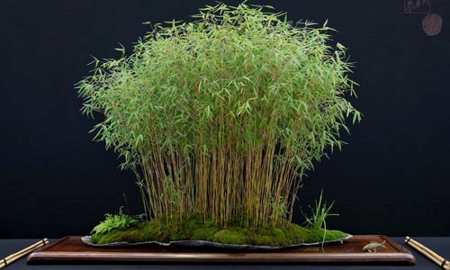 Растения для бонсай Бамбук
