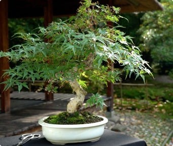Растения для бонсай Клён японский