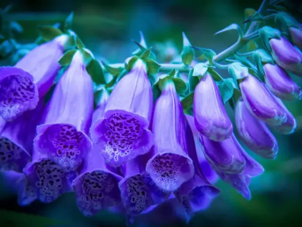 Наперстянка пурпурная - ядовитое растение